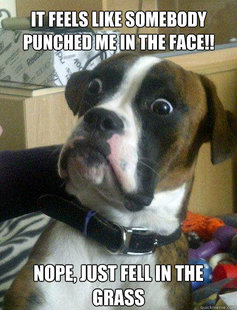 Baffled boxer