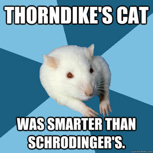 Psychology Major Rat