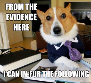 Lawyer Dog