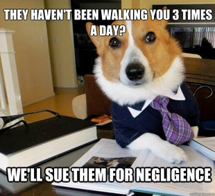 Lawyer Dog
