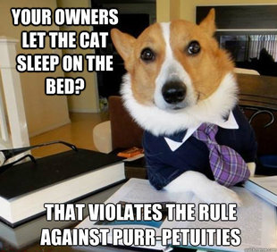 Lawyer Dog