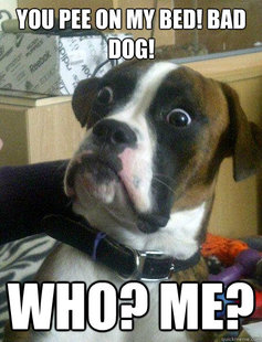 Baffled boxer