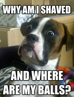 Baffled boxer