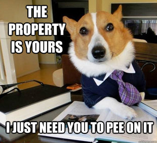 Lawyer Dog