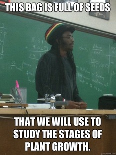 Rasta Teacher