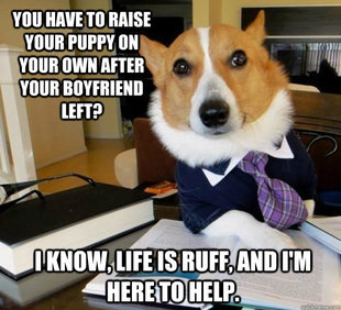 Lawyer Dog