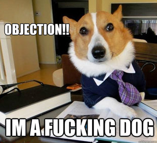 Lawyer Dog
