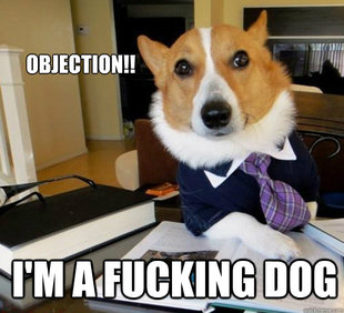 Lawyer Dog