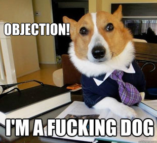 Lawyer Dog