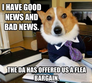 Lawyer Dog