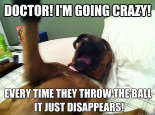 Insane Psychiatric Dog