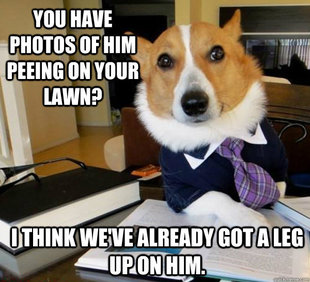 Lawyer Dog
