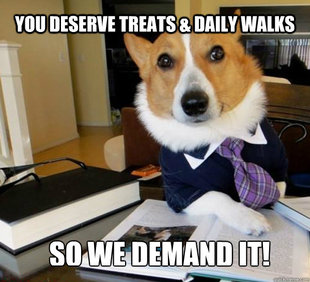Lawyer Dog