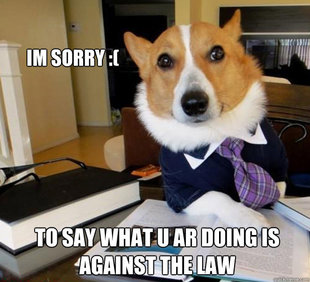 Lawyer Dog