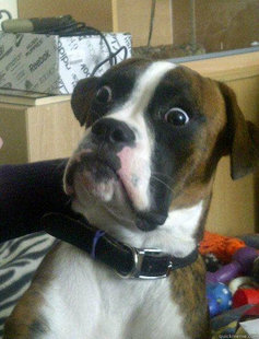 Baffled boxer