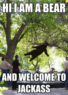 i am a falling bear