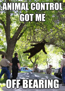Falling Bear