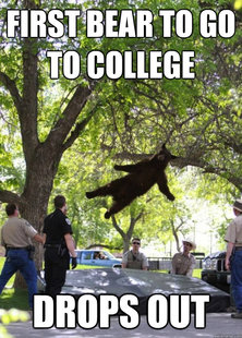 Falling Bear