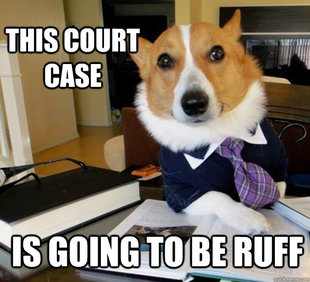 Lawyer Dog