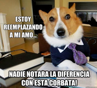 Lawyer Dog
