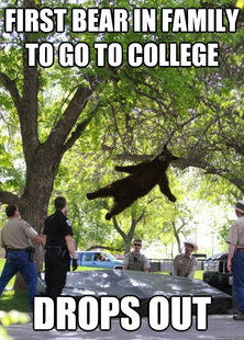 i am a falling bear