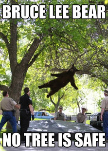i am a falling bear