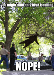 Falling Bear