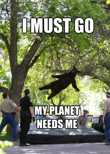 Falling Bear