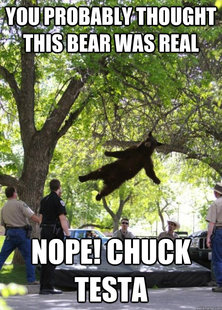 i am a falling bear