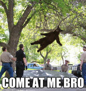 falling bear