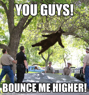 falling bear