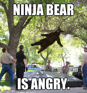 falling bear