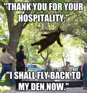 falling bear