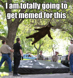 falling bear