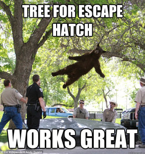 falling bear