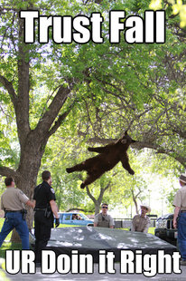 Falling Bear