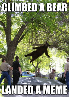 i am a falling bear