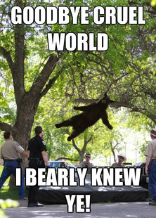 Falling Bear