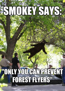 Falling Bear