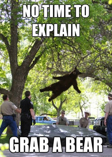 i am a falling bear