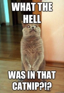 Horrorcat