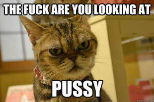 Angry Cat