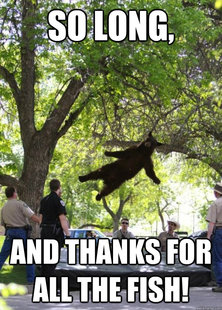 i am a falling bear