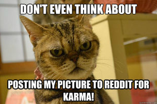Angry Cat