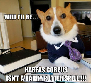 Lawyer Dog