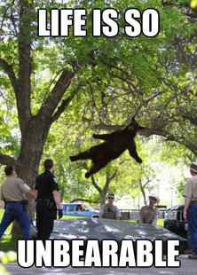 i am a falling bear