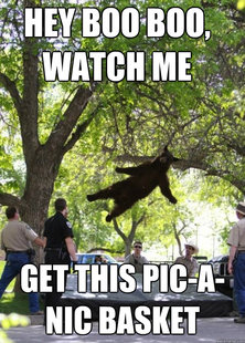 i am a falling bear