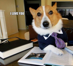 Lawyer Dog