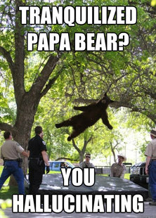 i am a falling bear