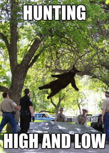 i am a falling bear